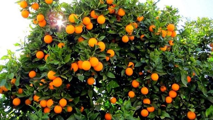 এবার শীতের ছুটি কাটান দার্জিলিংয়ের কমলালেবু বাগানে