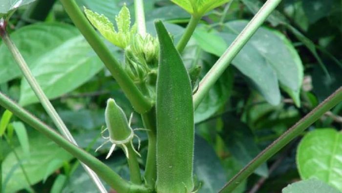 ঢ্যাঁড়স