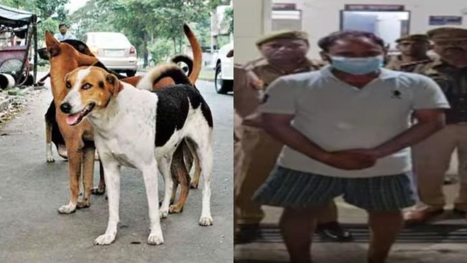 রাস্তার কুকুরকে ধর্ষণ করে ছাদ থেকে ফেলল যুবক, নয়ডায় হাড়-হিম ঘটনা রাস্তার কুকুরকে ধর্ষণ করে ছাদ থেকে ফেলল যুবক, নয়ডায় হাড়-হিম ঘটনা