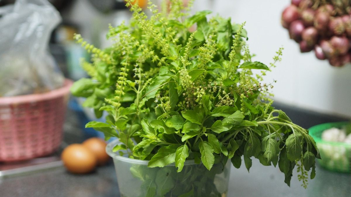 তুলসী গাছ