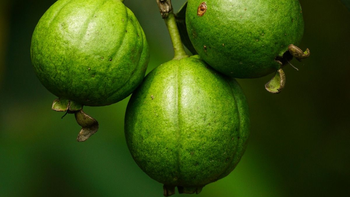 পেয়ারা