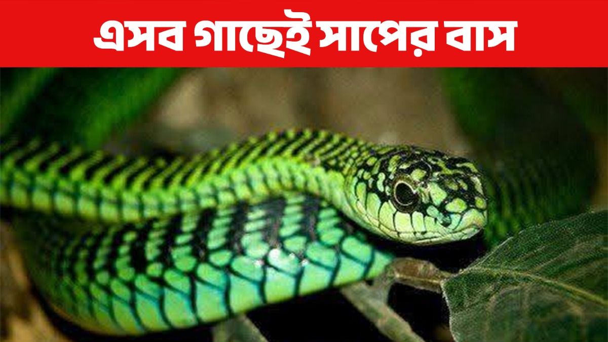 সাপ 