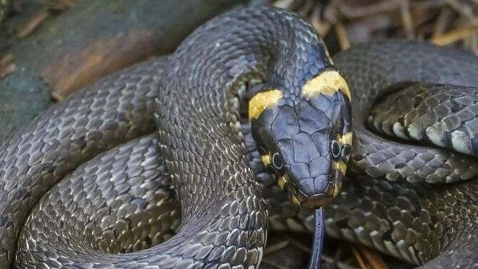 Snake 