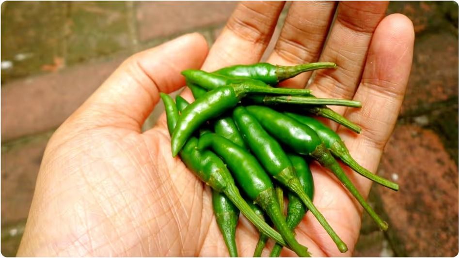 কাঁচা লঙ্কা