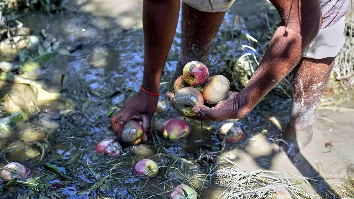 পুলওয়ামায় বন্যায় তছনছ আপেল বাগান, দেখুন কীভাবে কাদামাখা আপেল ছড়িয়ে আছে যত্রতত্র