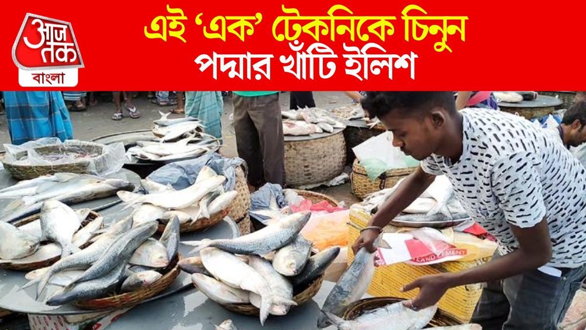 পদ্মার ইলিশ চেনার উপায়
