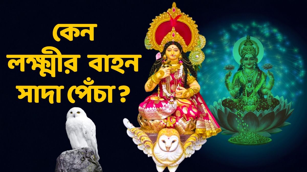মা লক্ষ্মীর বাহন কেন পেঁচা? জেনে নিন পৌরাণিক যুক্তি 