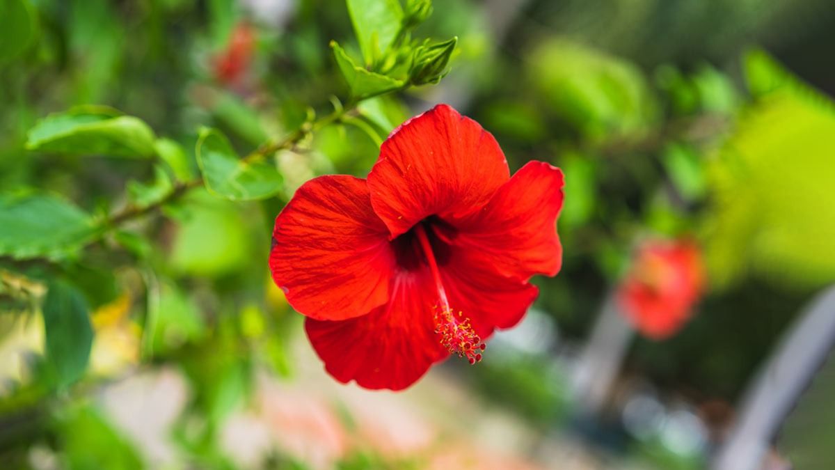 জবা ফুল