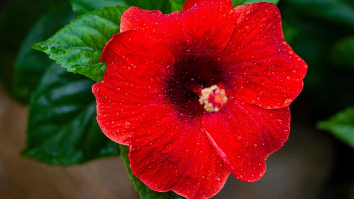 শীতেও শুকোবে না জবাগাছ, উল্টে ফুল দেবে, করুন এই ছোট্ট কাজ