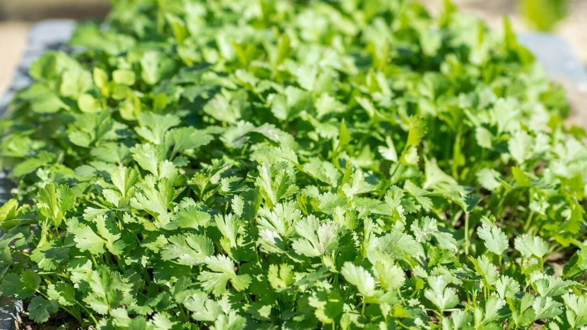 টব বা ছাদবাগানে সহজেই চাষ করুন ধনেপাতা, মাত্র ৩০ দিনের মধ্যেই খেতে পারবেন 