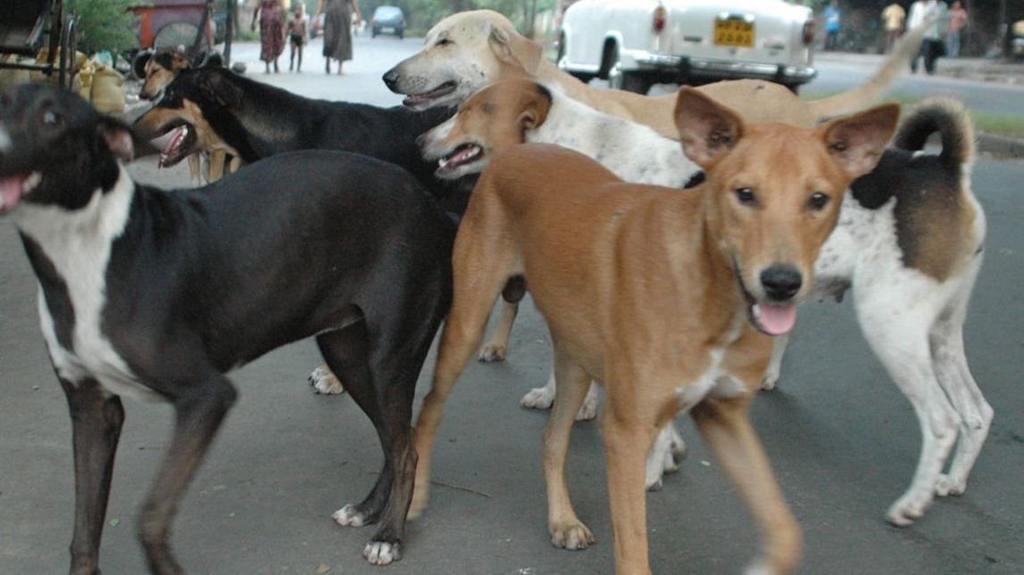 রাস্তায় হঠাৎ কুকুর তেড়ে এলে কী করবেন? জেনে রাখুন