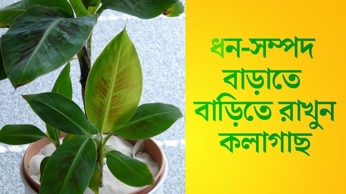 বাড়ির এই দিকে রাখুন কলাগাছ, পরিবারে সুখ সমৃদ্ধি আসবেই