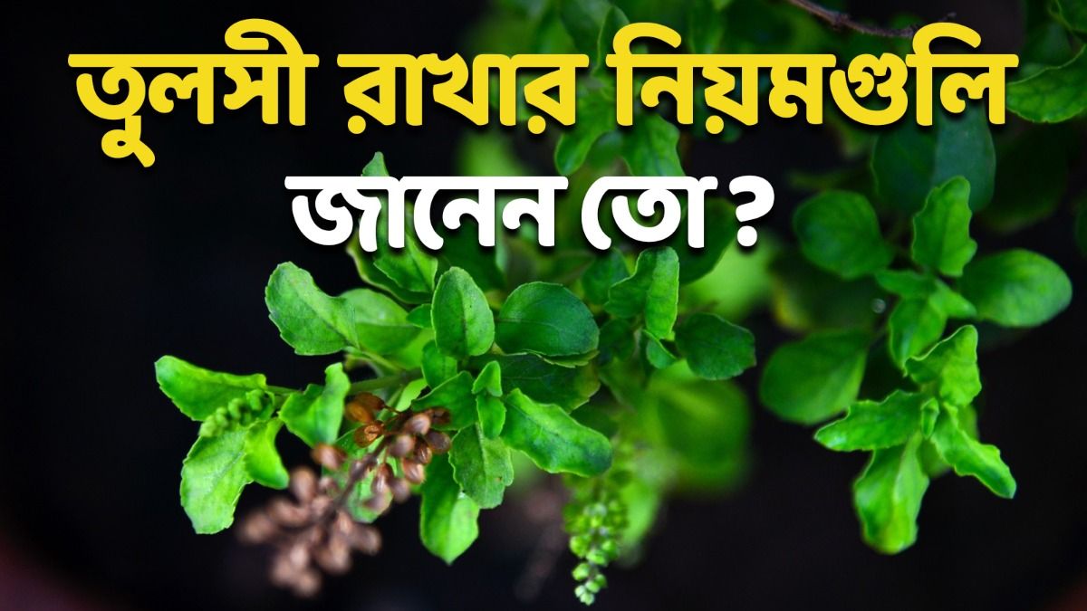 বাড়িতে টাকার সমস্যা দেখা দিতে পারে, ভুল করেও তুলসীর কাছে এসব রাখবেন না