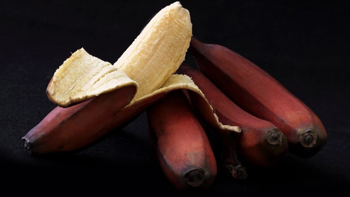 হলুদের পরিবর্তে খান লাল কলা, গুণে বাকি সব ফলকে টেক্কা দেবে  