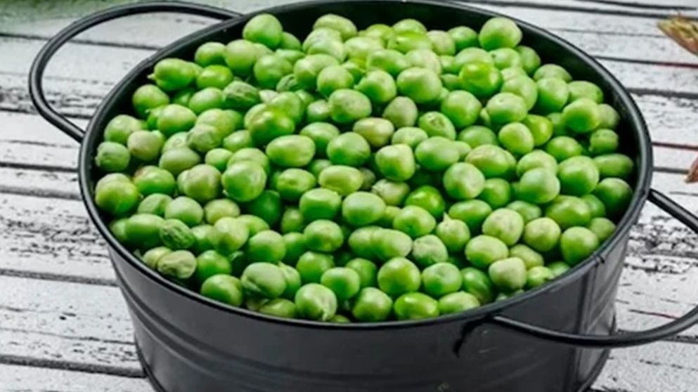 মটরশুঁটি খেলেই হু হু করে গলবে পেটের চর্বি, কমে যাবে ওজন 