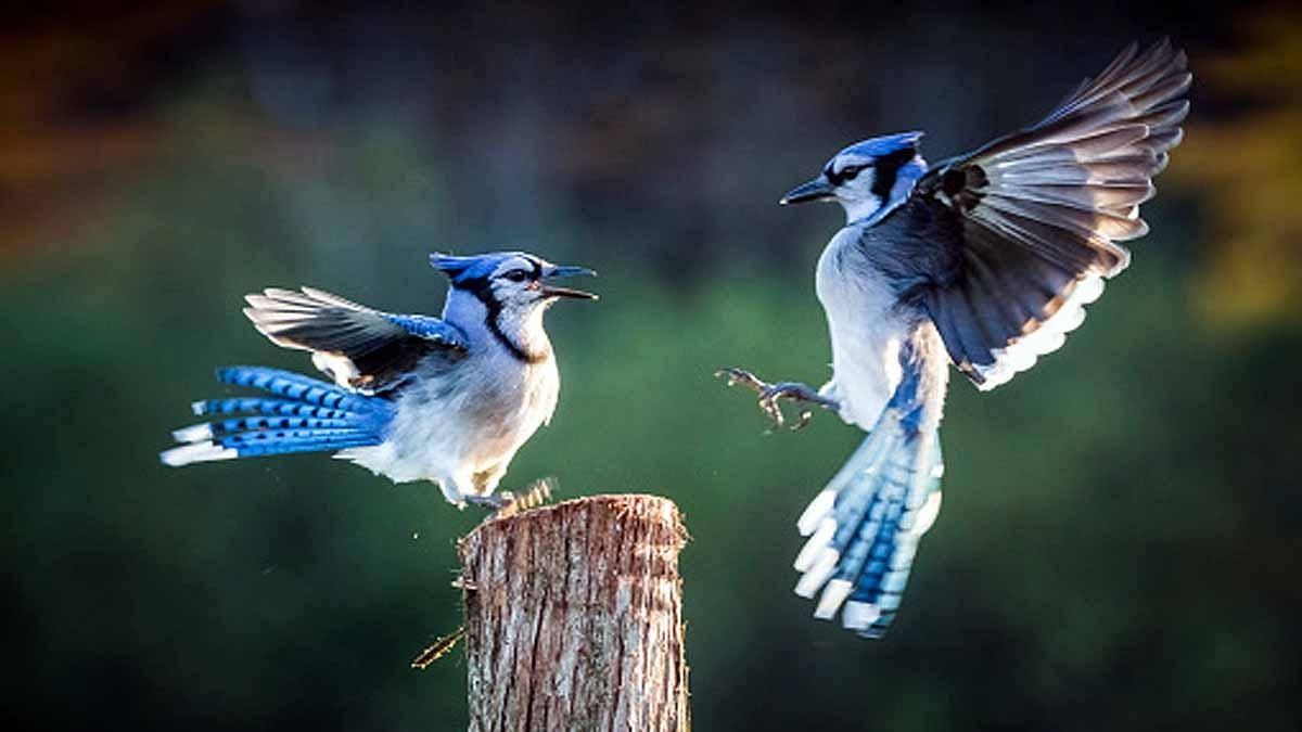 পাখিদের মধ্যেও ডিভোর্স হয়, কারণও চমকে দেওয়ার মতো