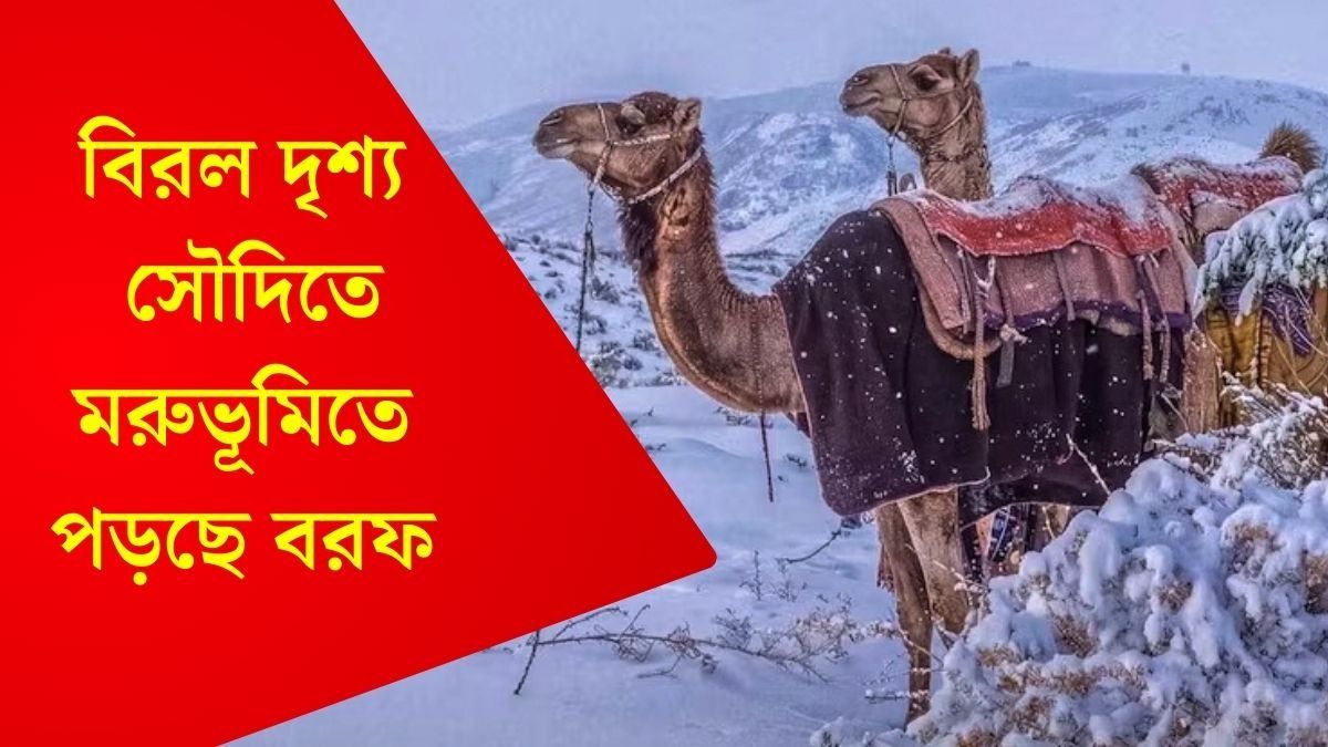 সৌদি আরবে তুষারপাত