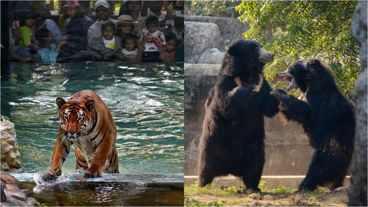 চিড়িয়াখানা যেতে কোন মেট্রো স্টেশনে নামলে সুবিধা? এন্ট্রি ফি কত? সব তথ্য