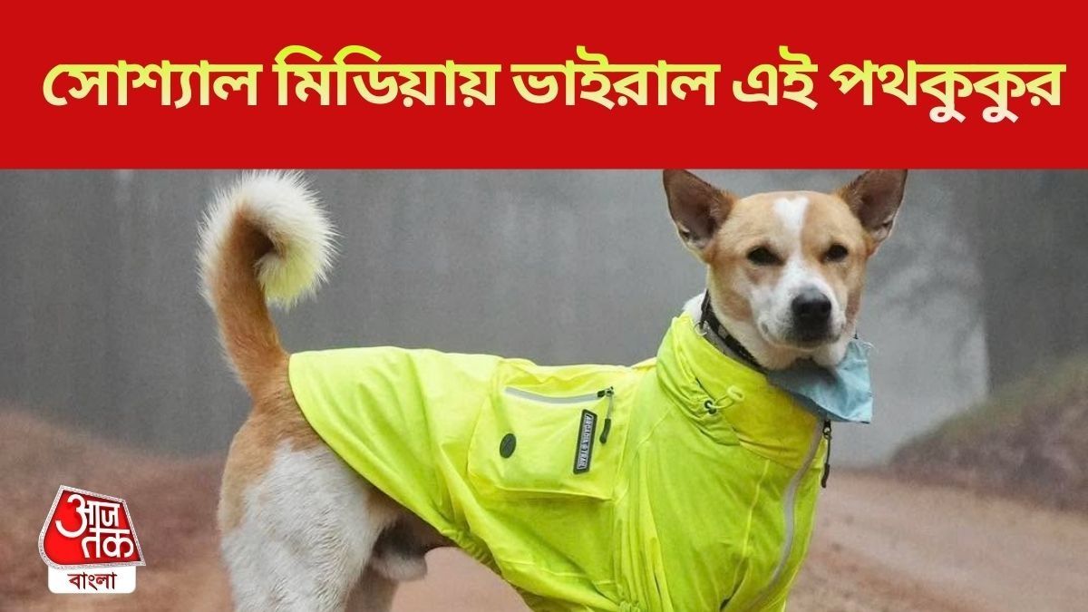 সোশ্যাল মিডিয়ায় ভাইরাল 'অলোকা', কেন ট্রেন্ডিং এই পথকুকুর?  