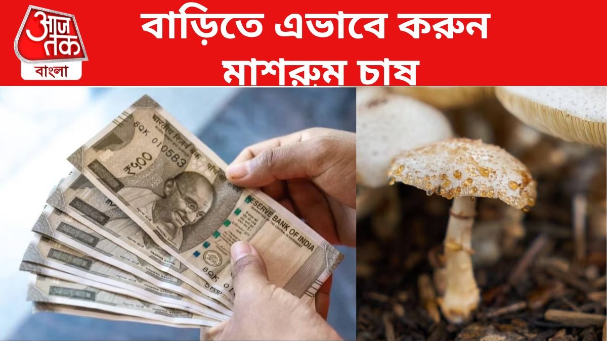 ঘরে বসেই আয় হবে ৫০,০০০ টাকা, বাড়িতে এভাবে করুন মাশরুম চাষ  