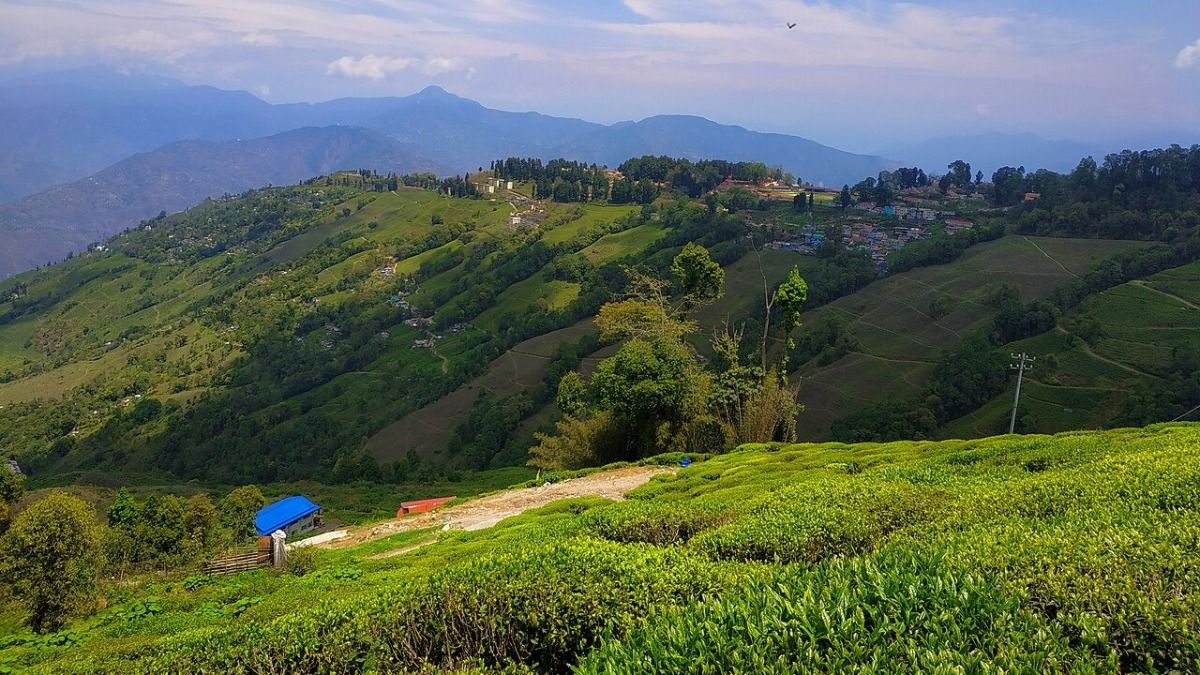 কালিম্পঙের অফবিট এই পাইনঘেরা জায়গা এখন পর্যটনের সেরা আকর্ষণ, গিয়েছেন?