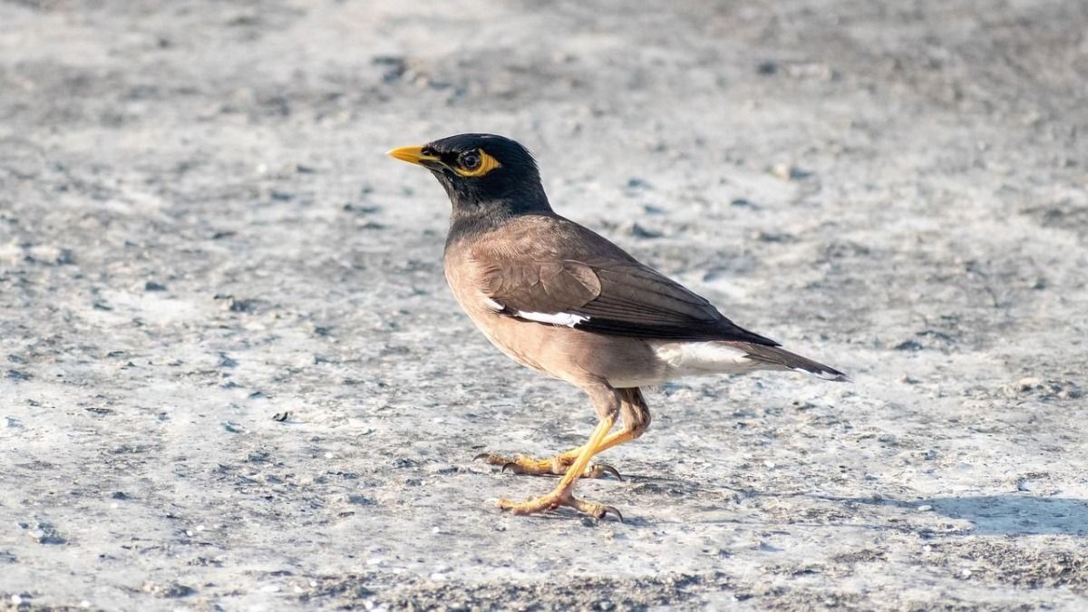 বাংলা সংস্কৃতিতে শালিক শুভ পাখি। 
