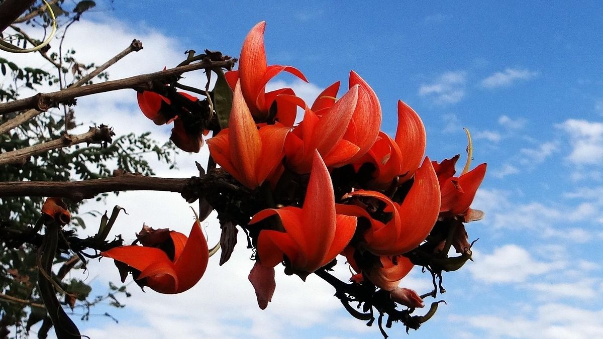 কোথায় কোথায় পলাশের ভাণ্ডার, কলকাতার কাছেই রয়েছে হিট জায়গা