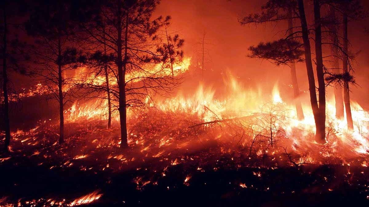 জ্বলছে অরণ্য, বিঘ্নিত পৃথিবীর শক্তির ভারসাম্য, গত ১১ বছর ধরে মাত্রাতিরিক্ত উত্তাপের কবলে পৃথিবী