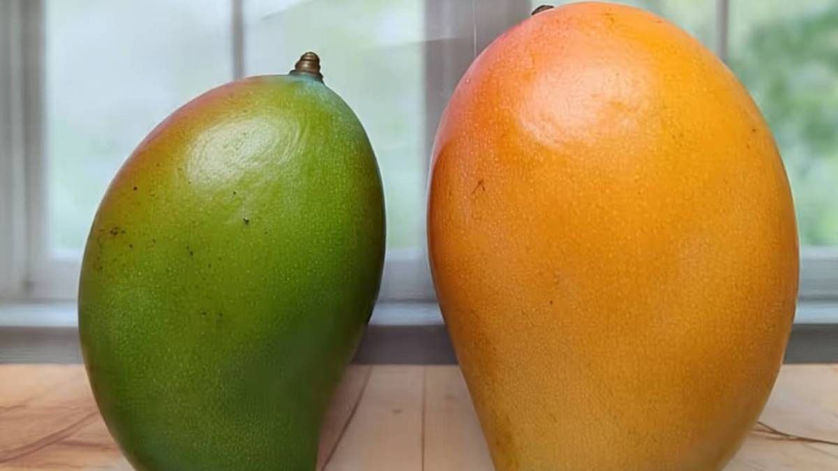 কাঁচা ও পাকা আম