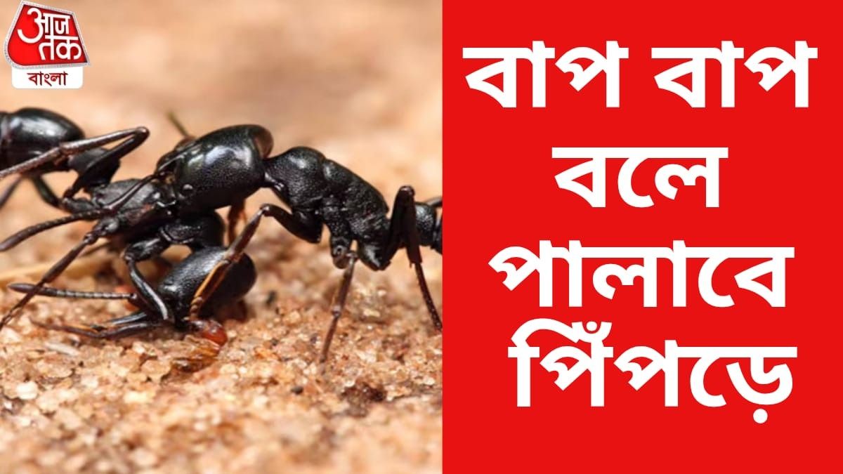 পিঁপড়ে