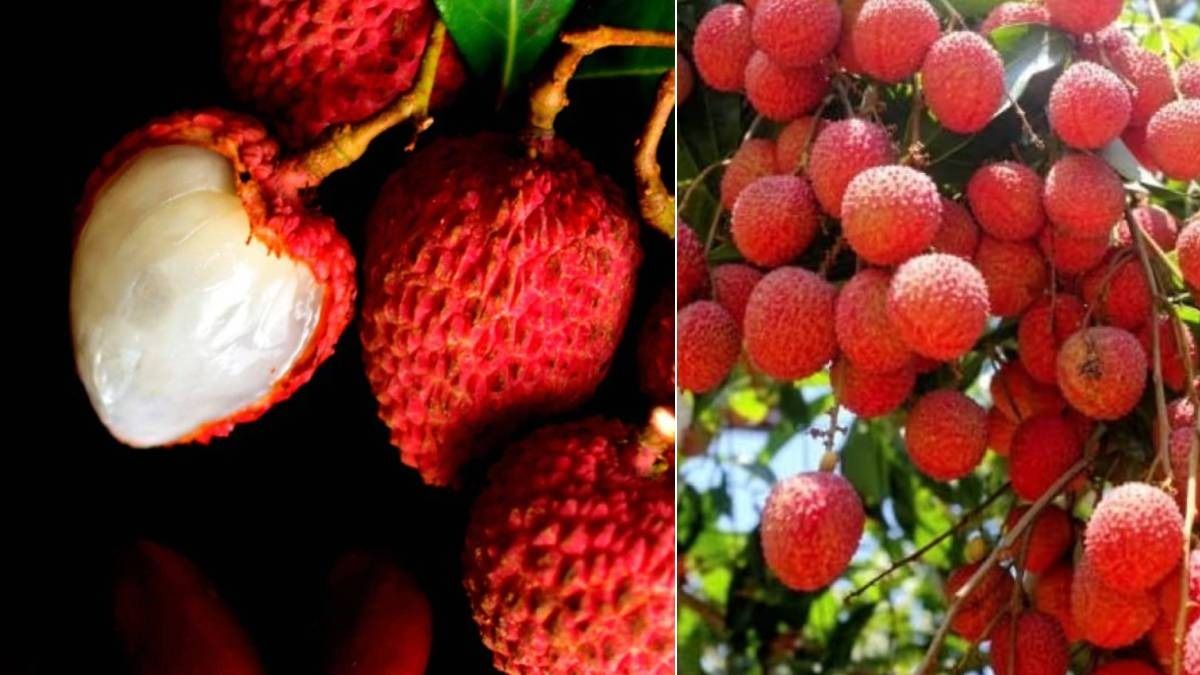 লিচু