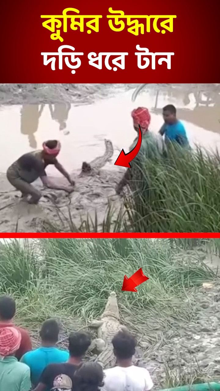Crocodile Rescue Video