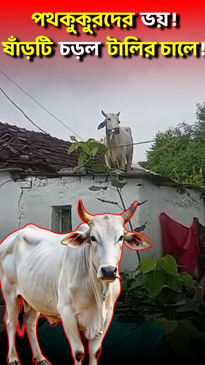 bull climbs roof