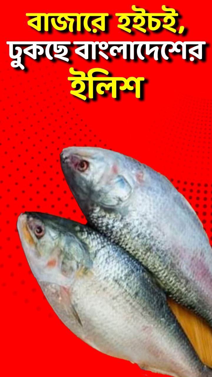 Hilsa
