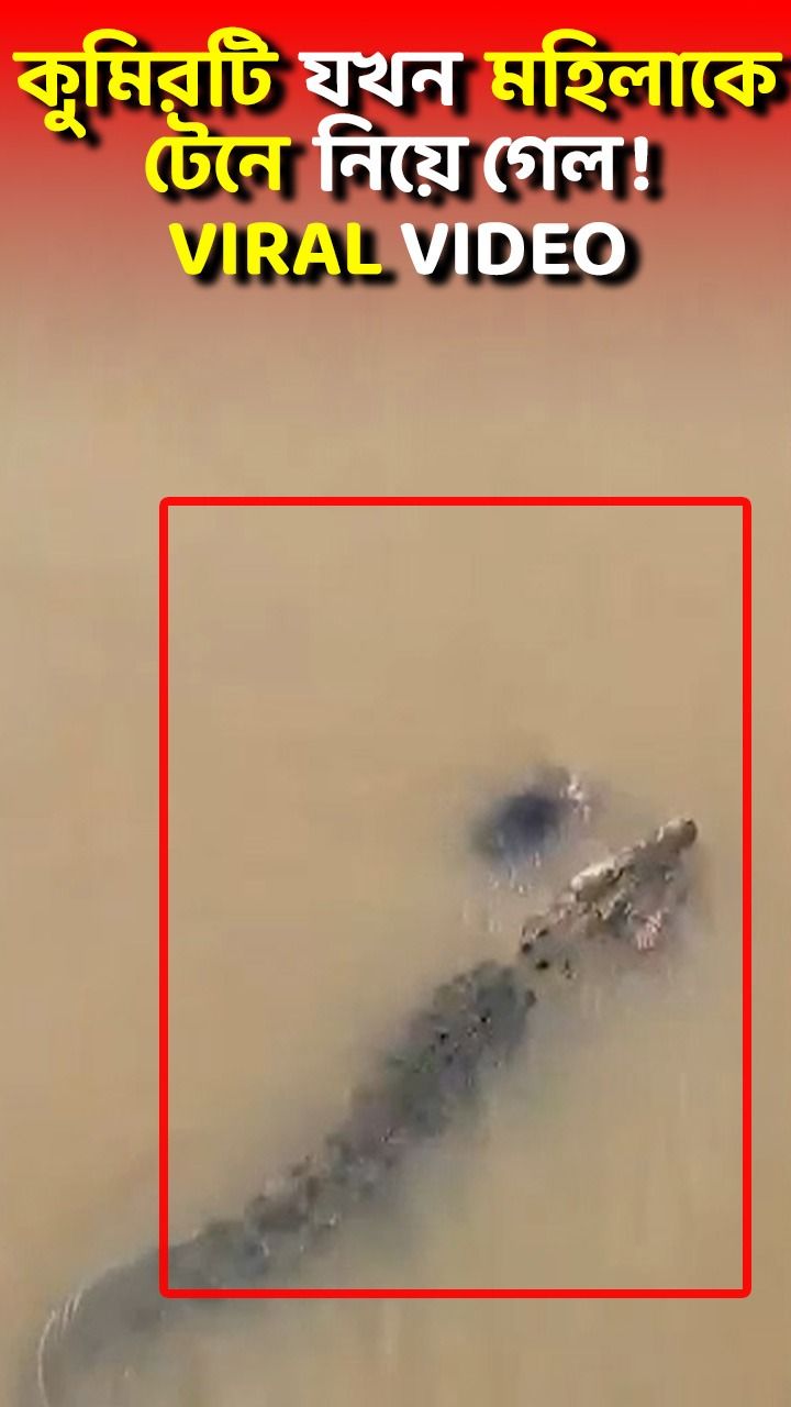 crocodile