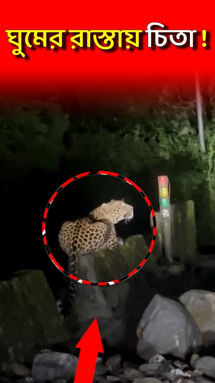 Leopard In Darjeeling