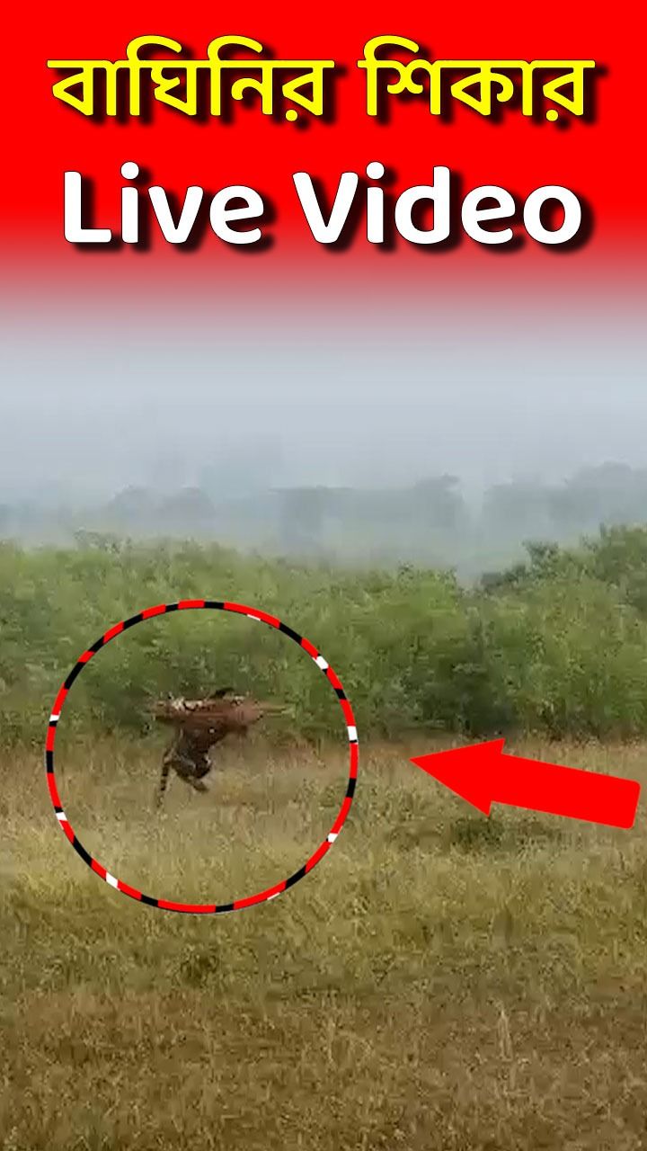 Tigeress Hunts Deer Live Video