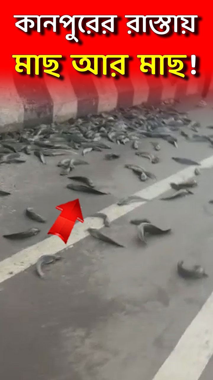 Kanpur Road Accident