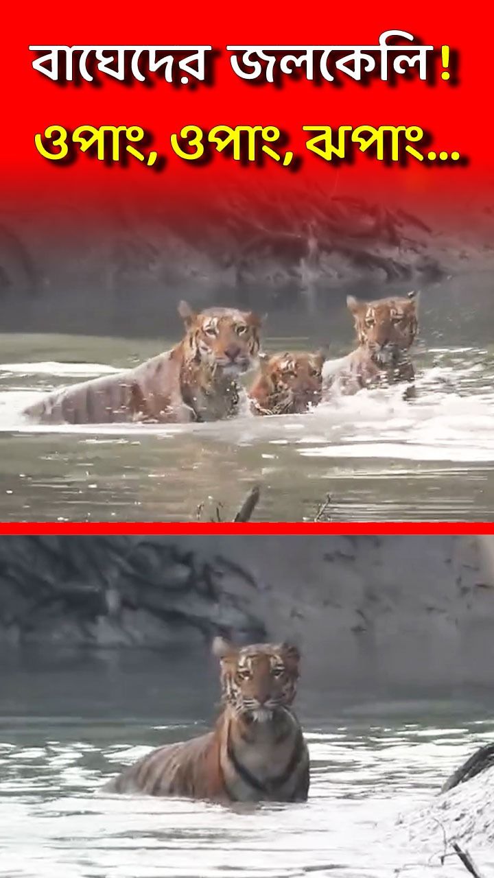 3 Tiger Playing In Water at Pirkhali Area