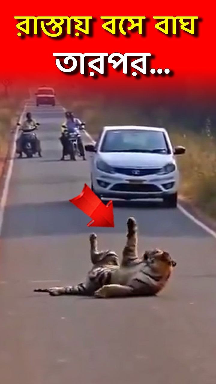 Tiger On Road at Chandrapur