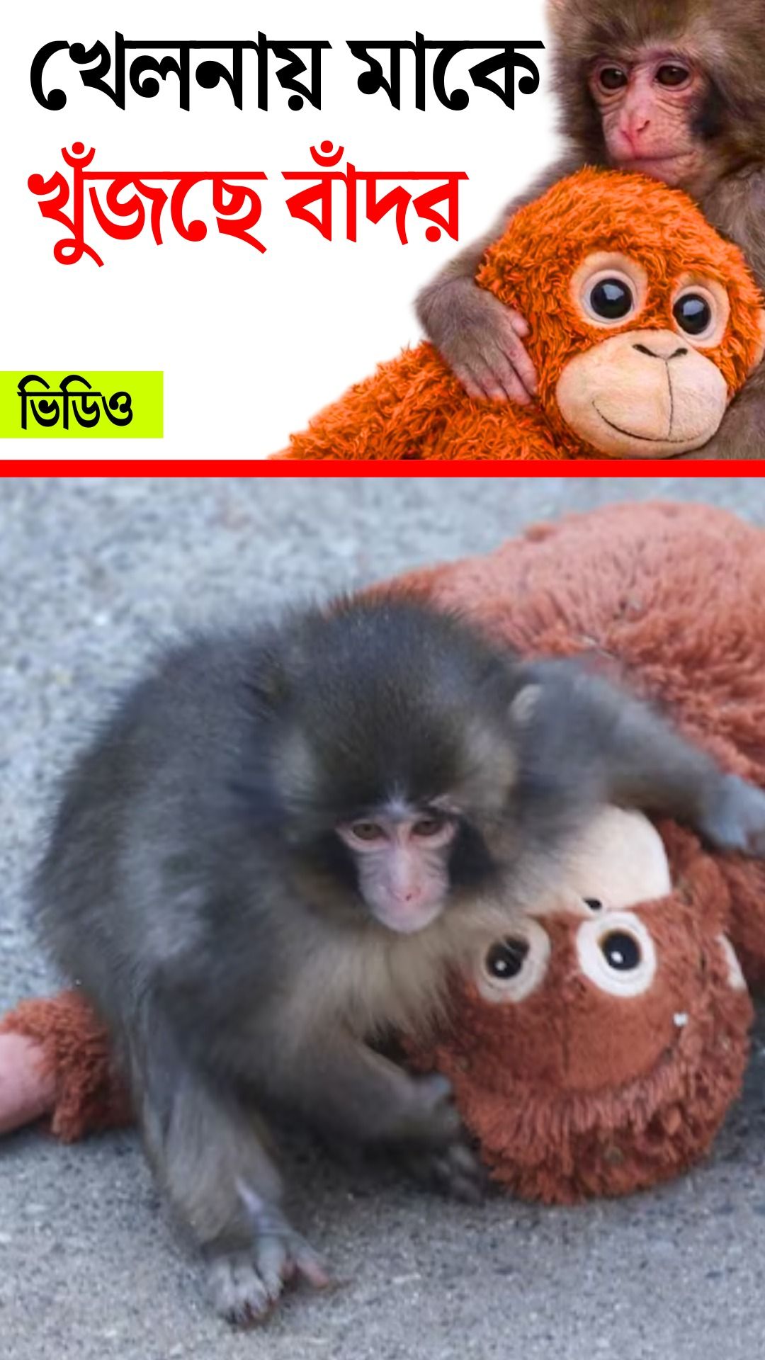 Punch Monkey Viral Video