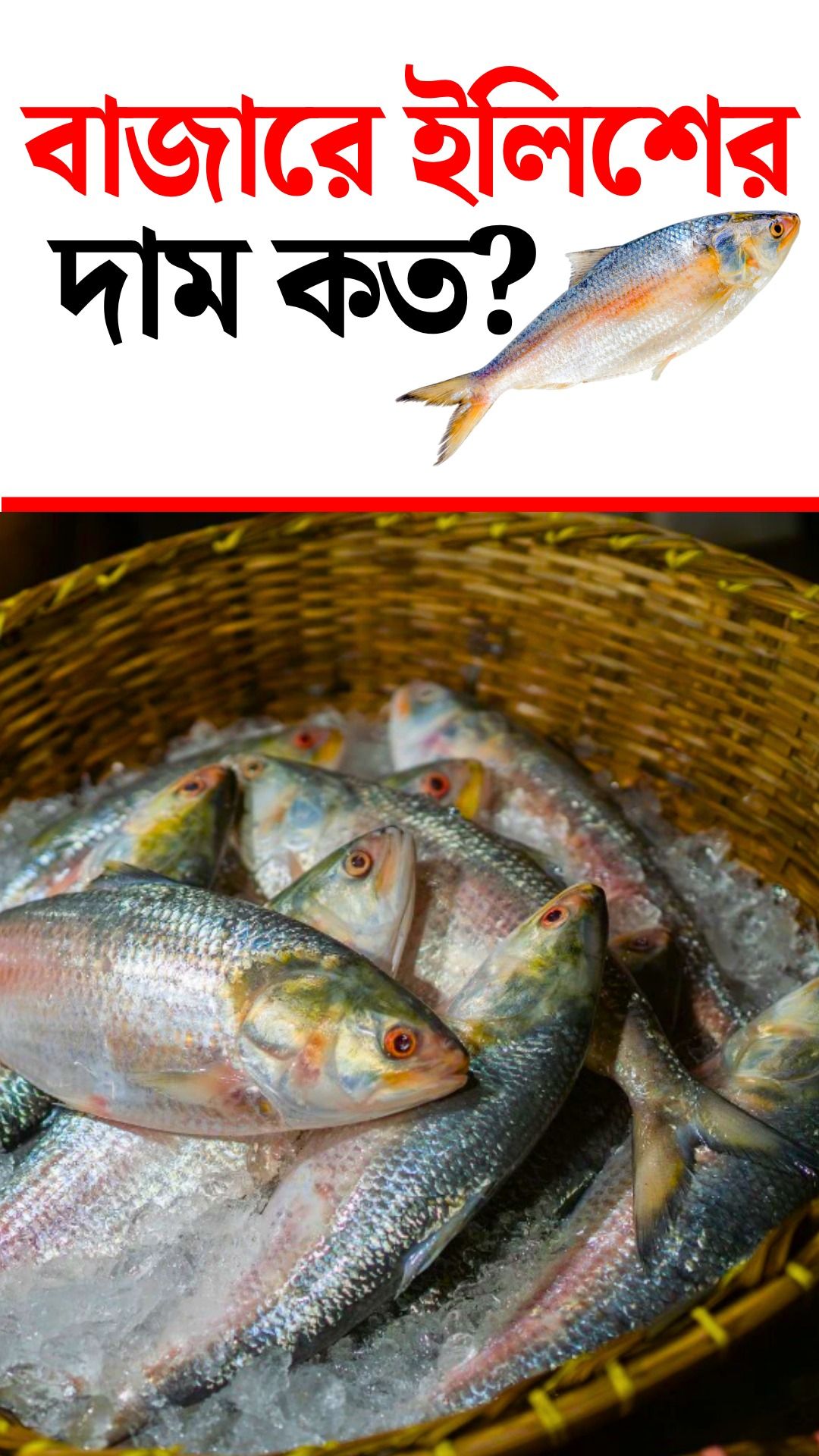 Hilsa Price In Bengal Market