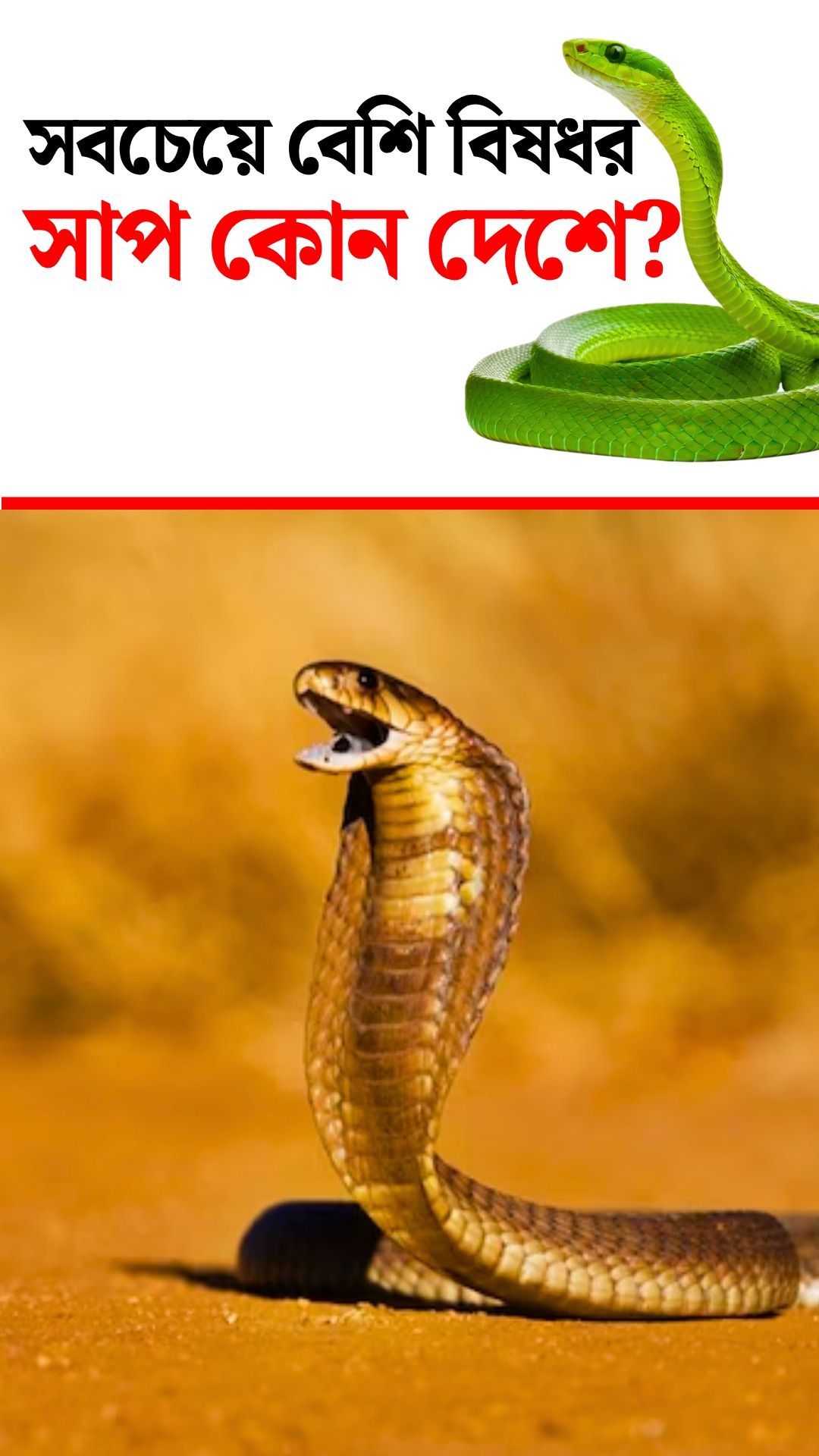 Snake