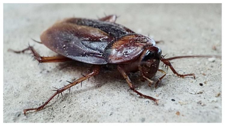 Yovvoyi videoda aldash