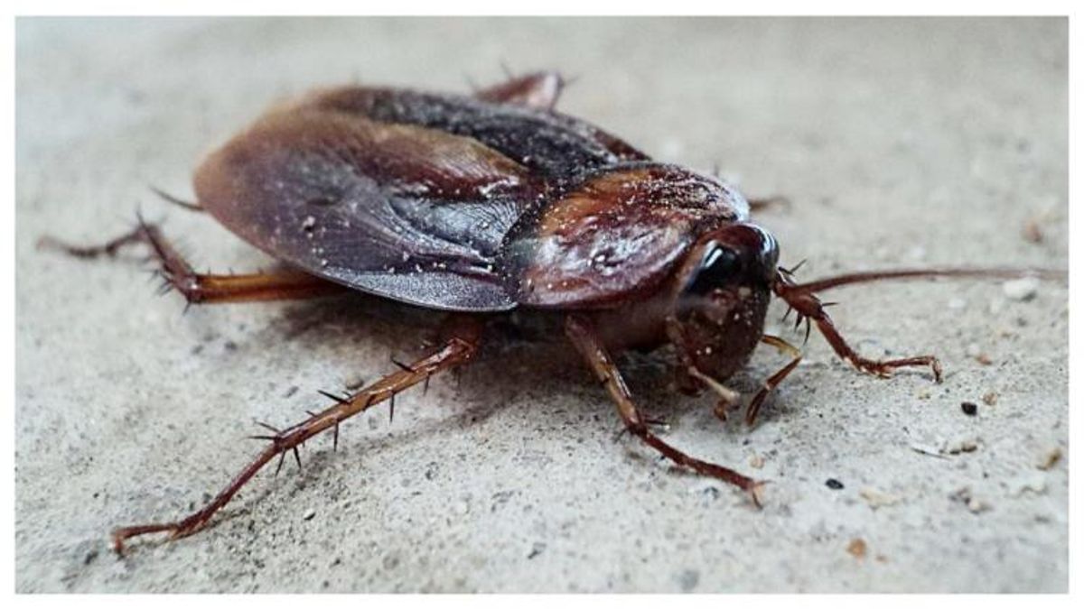 Moskva transseksuallari ishtirokidagi porno videolar Yovvoyi videoda aldash