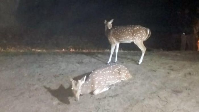বক্সা টাইগার রিজার্ভে ৭৫টি চিতল হরিণ ছাড়া হয়েছে। বৃহস্পতিবার রাতে। ছবি: অসীম দত্ত