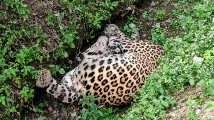 আলিপুরদুয়ারের চা-বাগানে উদ্ধার হওয়া চিতাবাঘের দেহ