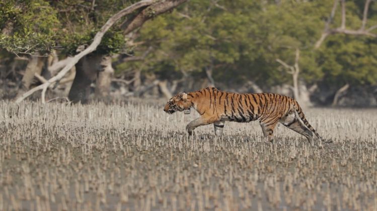 সুন্দরবনে কোথায় ঘুরছে বাঘ, জানতে পরানো হল রেডিও কলার