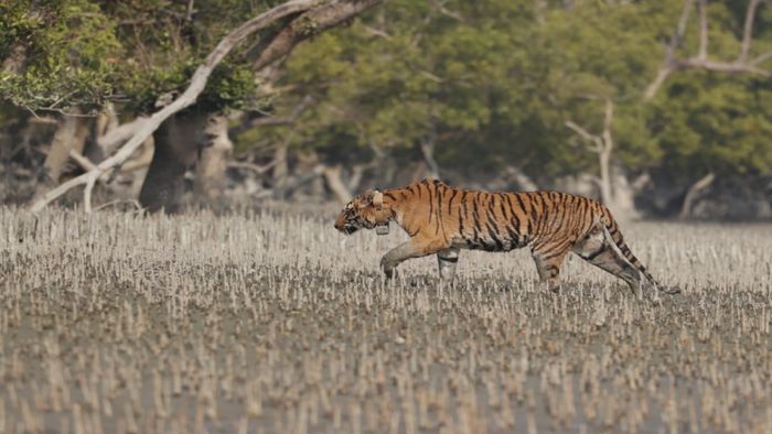 রেডিও কলার পরিয়ে সুন্দরবনে ছেড়ে দেওয়া হল একটি বাঘ। ছবি: প্রসেনজিৎ সাহা