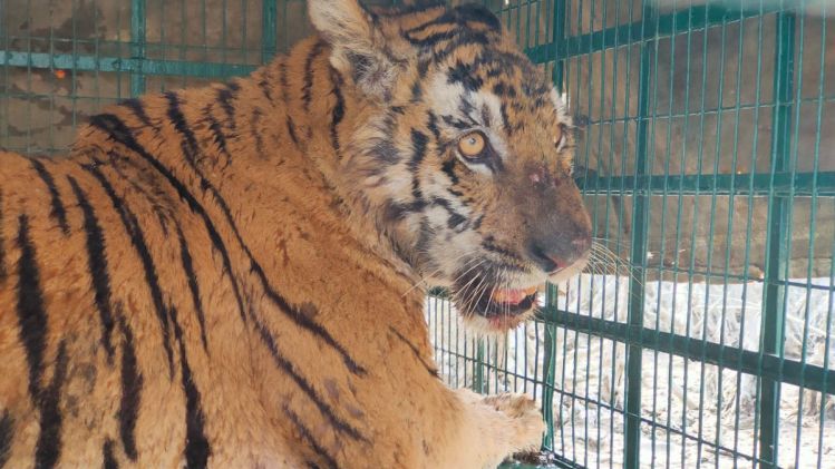 সুন্দরবনে বন দফতরের খাঁচায় ৮ বছরের বাঘিনী